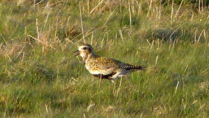 Golden Plover