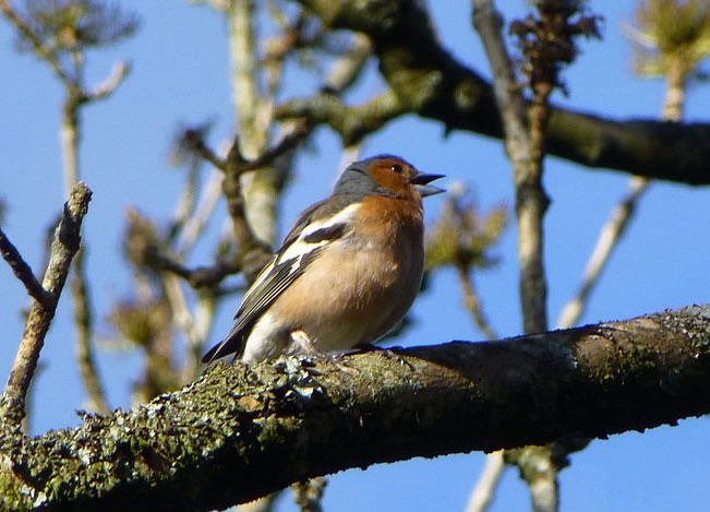 Chaffinch