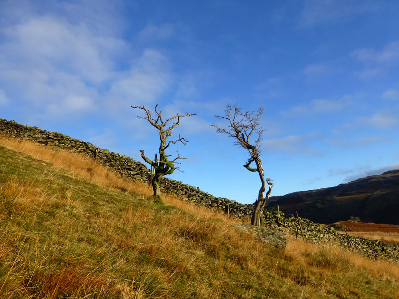 Two Hawthorns