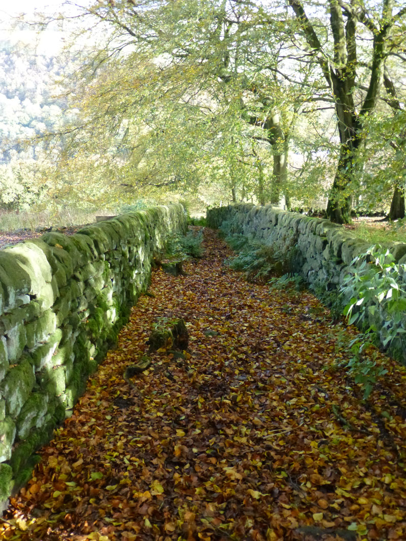 Leafy Lane