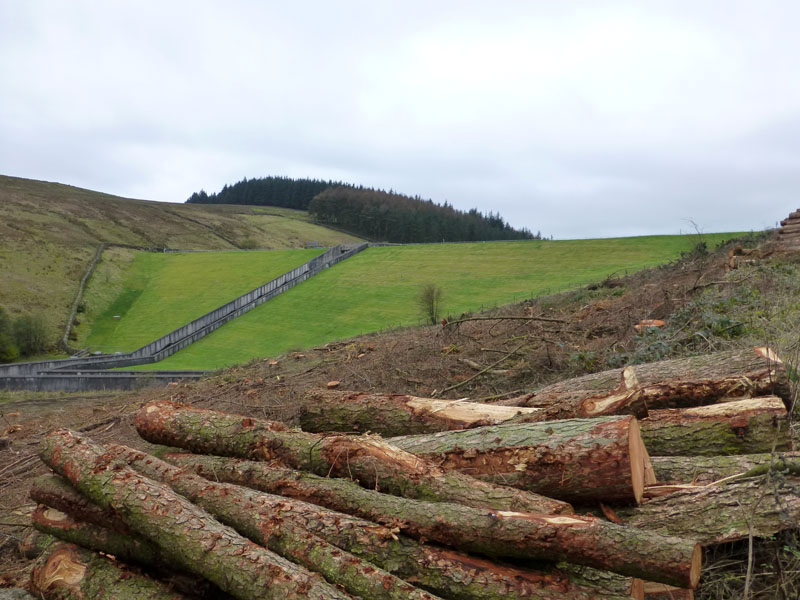 Felled Trees