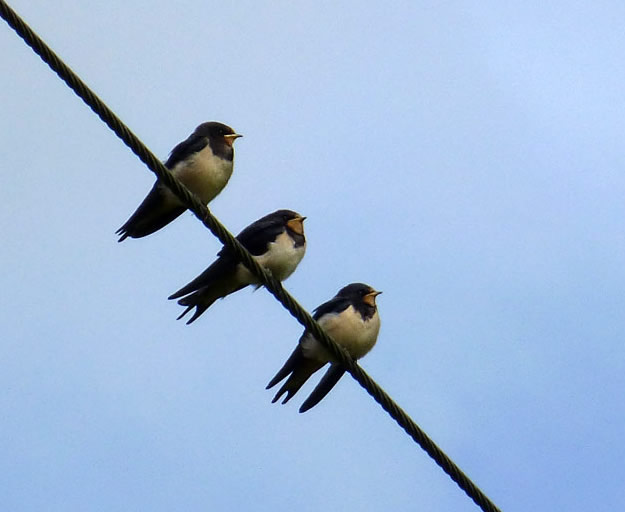 Swallows