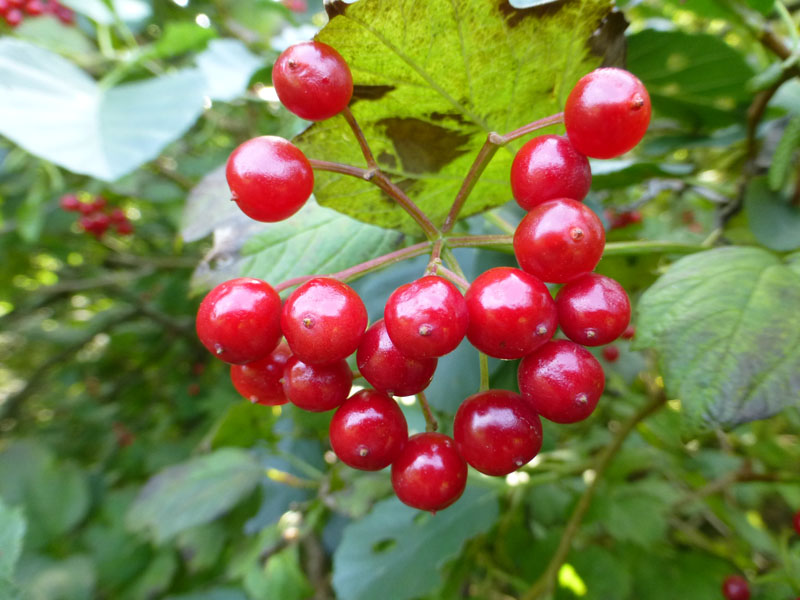 Berries