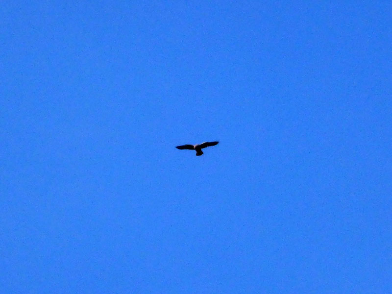 Kestrel