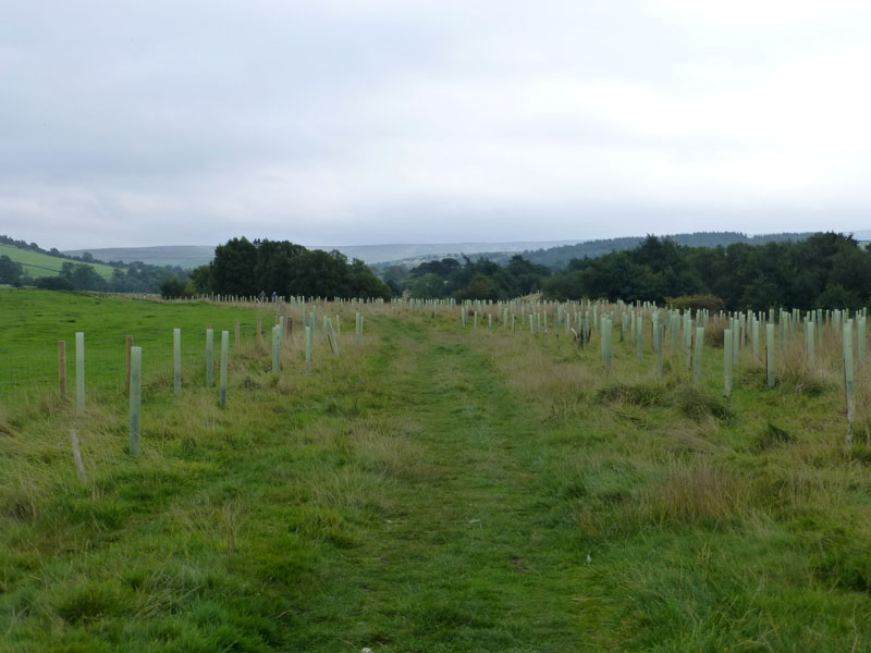 Tree Planting