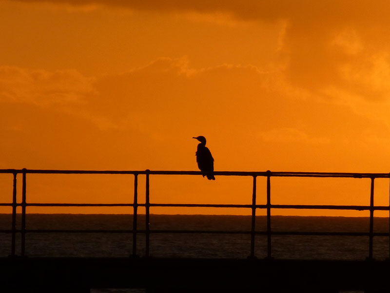 Cormorant