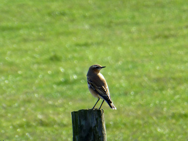 Wheater