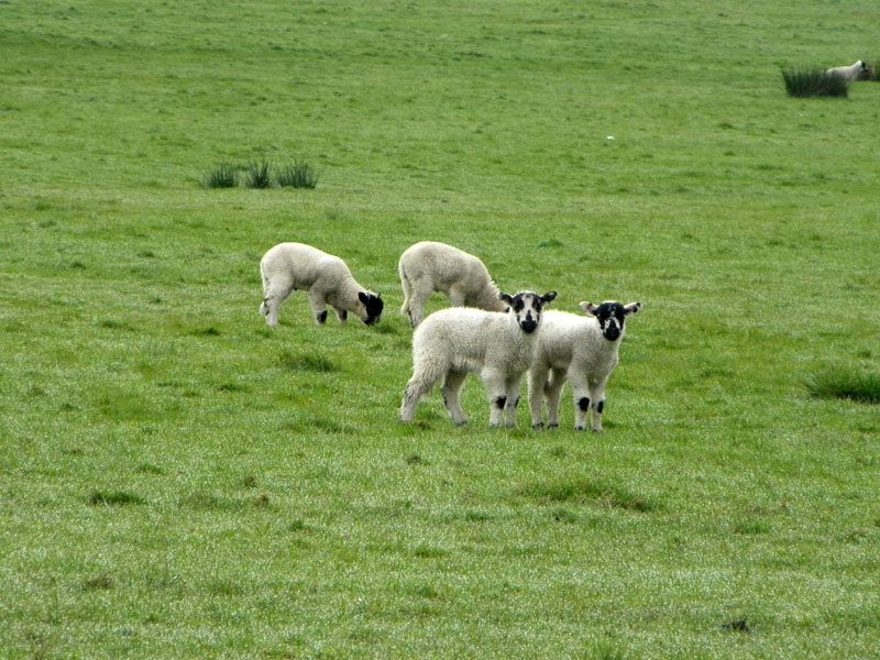 Lambs