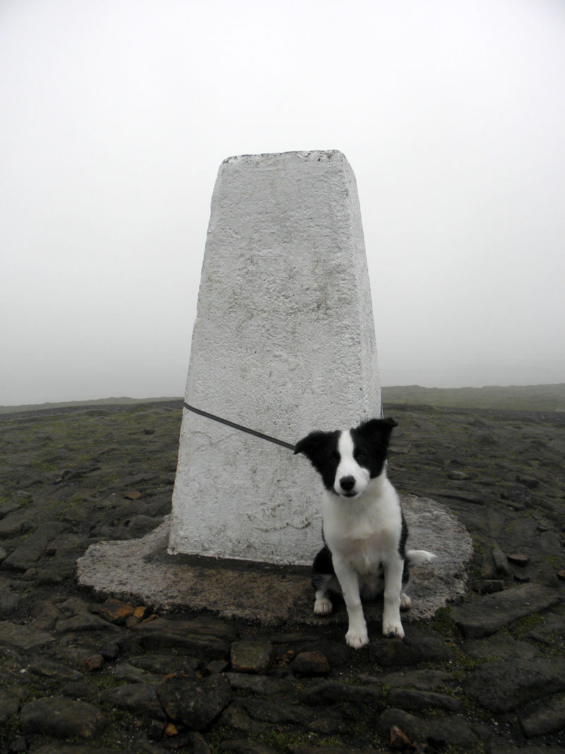 Molly on Pendle