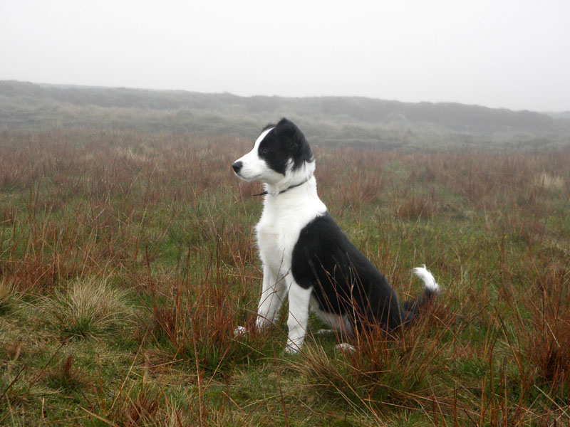 Molly on Pendle