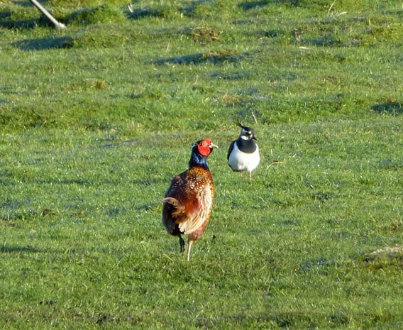 Lapwing