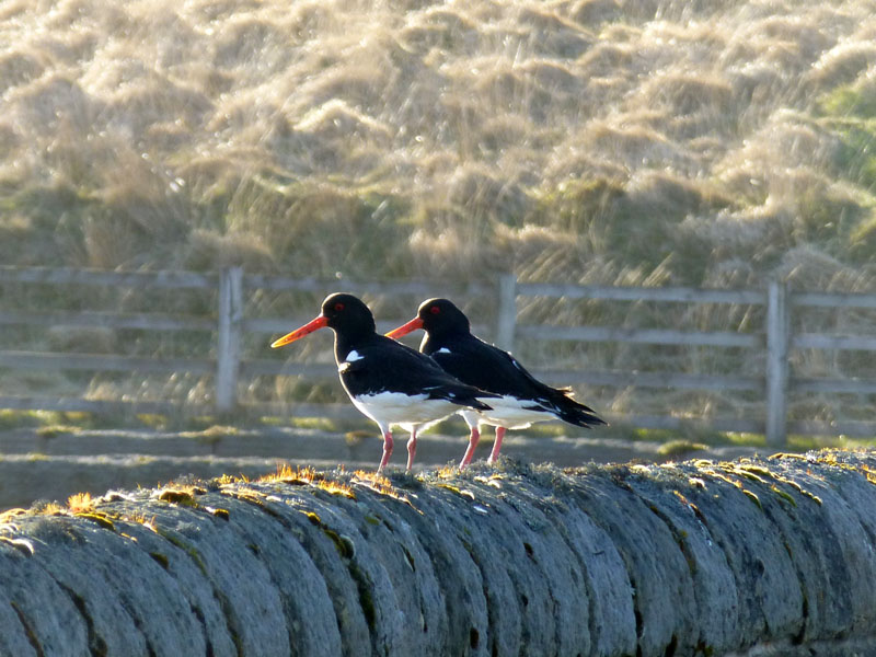 Oyster Catchers