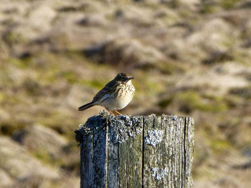 Meadow Pipit