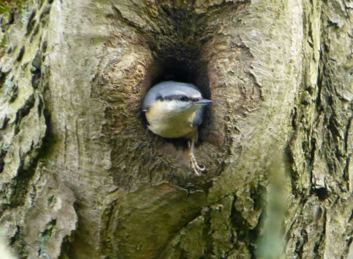 Nuthatch