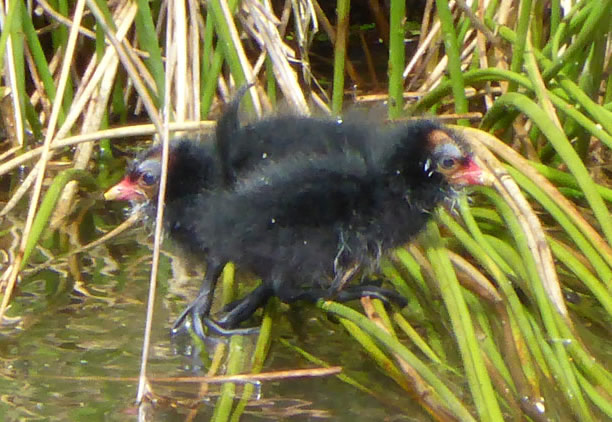 Moorhen chicks