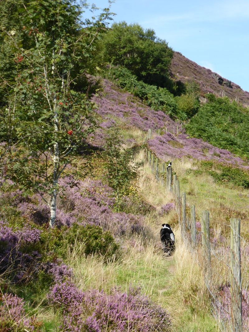 Holcombe Moor