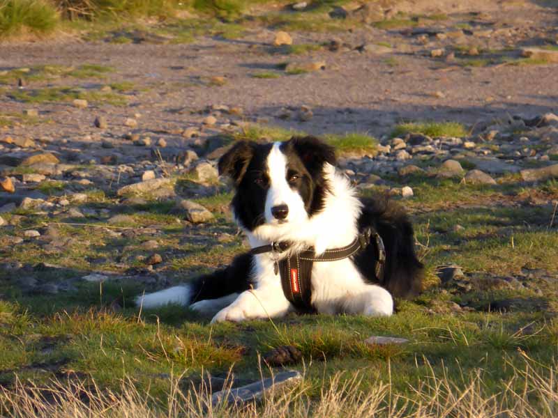 Molly the Collie