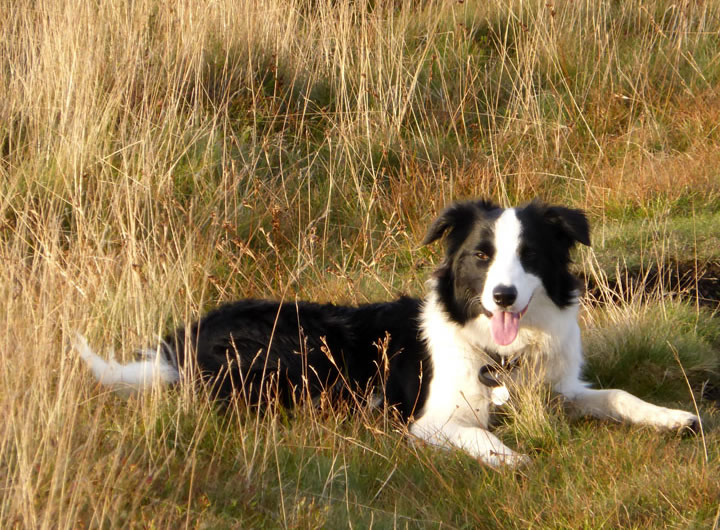 Molly the Collie