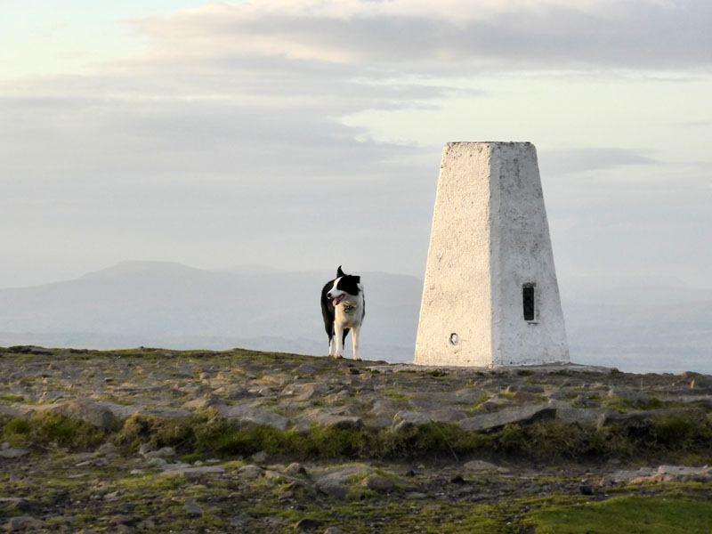 Molly on Pendle