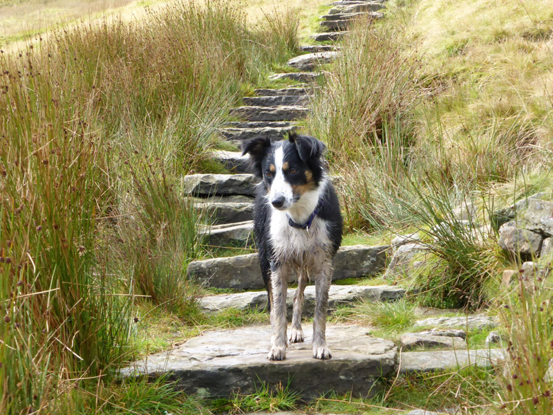 Sasha The Dog