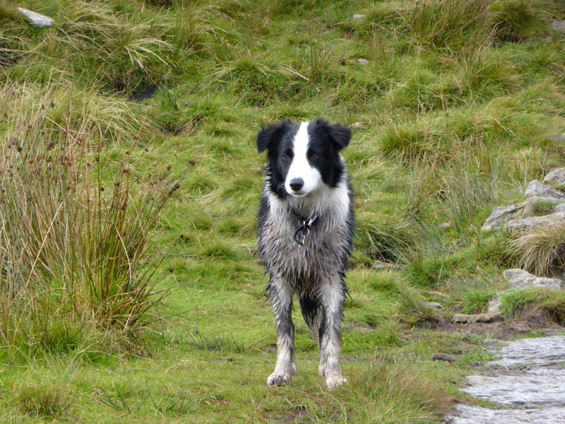 Molly the Collie