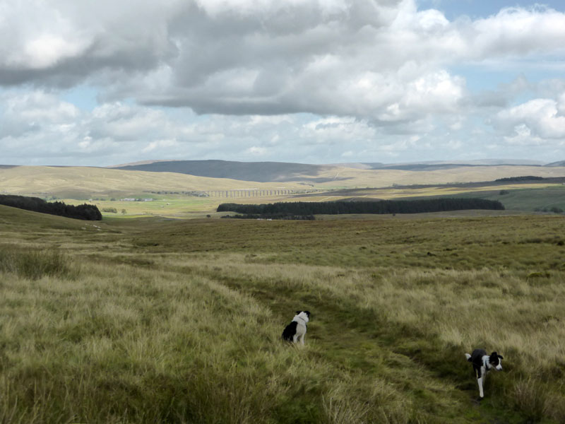 Ribblehead Viaduct