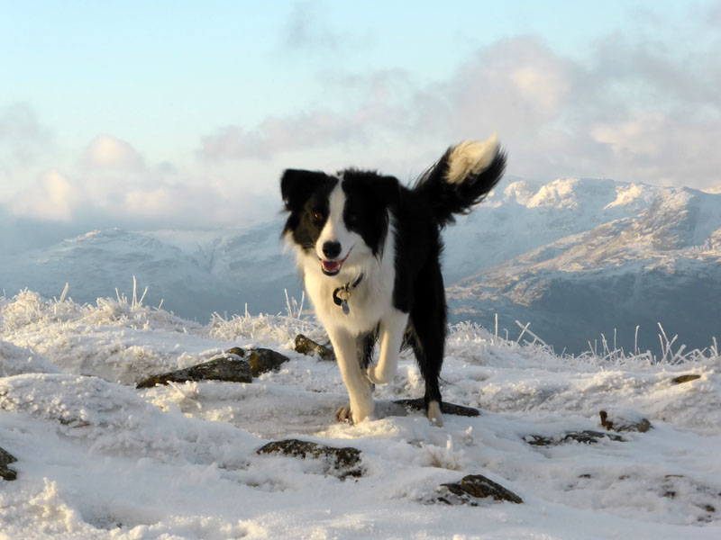 Molly the Collie