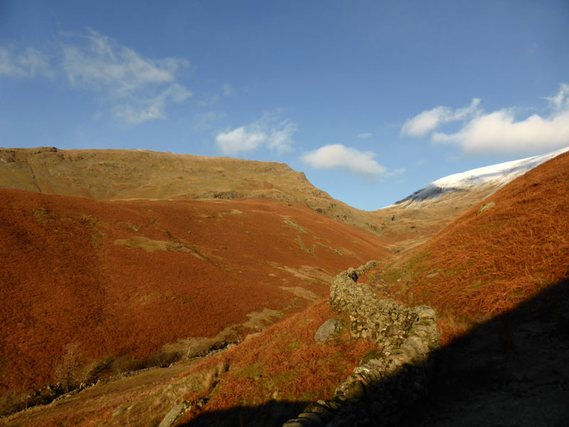 Tongue Gill