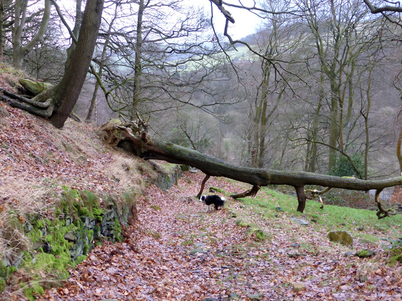 Fallen Tree