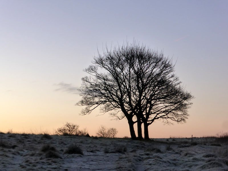 Three trees