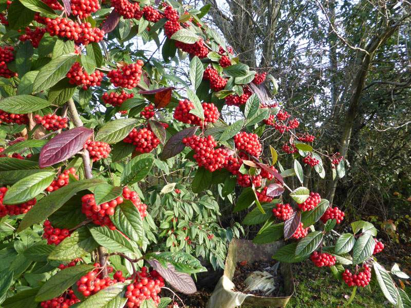 Winter berries