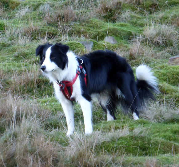 Molly the collie