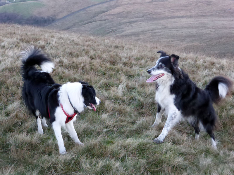 Collies on Pendle