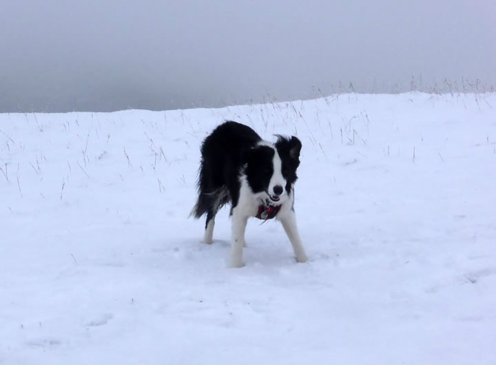 Molly in the snow