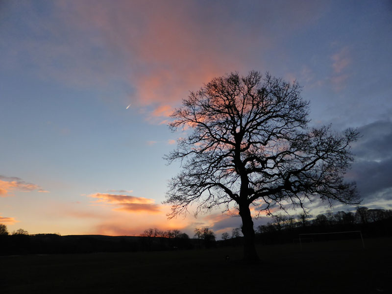 Towneley Oak Tree