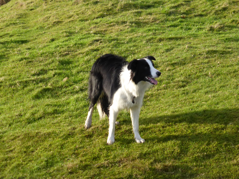 Molly