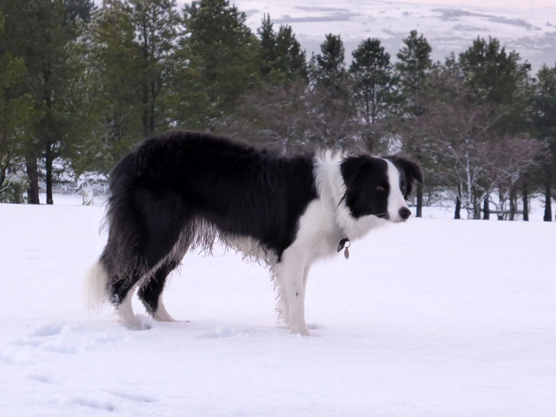 Molly in snow