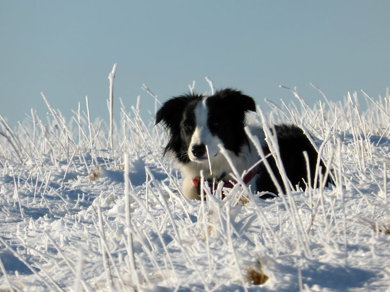 Molly in the snow