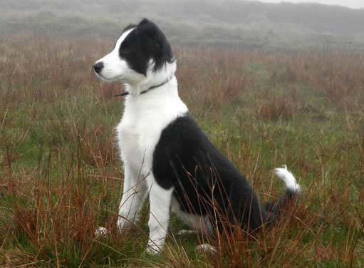 Molly's 1st Pendle