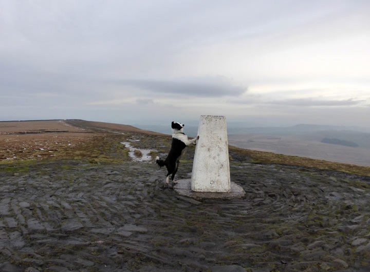 Molly on Pendle