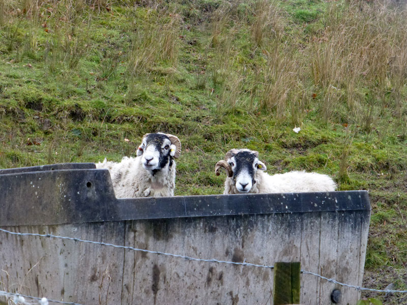 Two Sheep