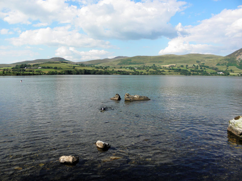 Molly in Ennerdale Water