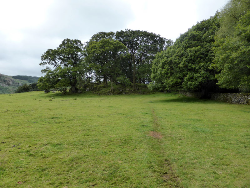 Bankend Wood