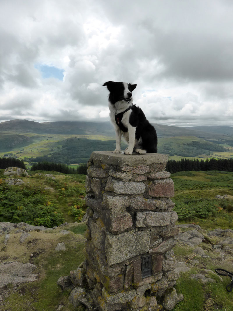 Molly the Collie