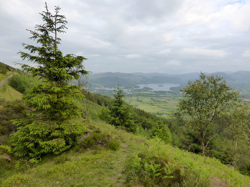 Dodd