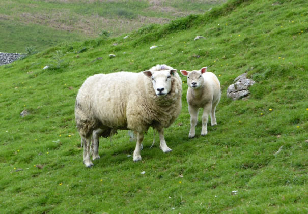 Sheep