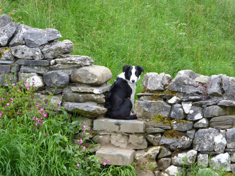 Molly The Collie