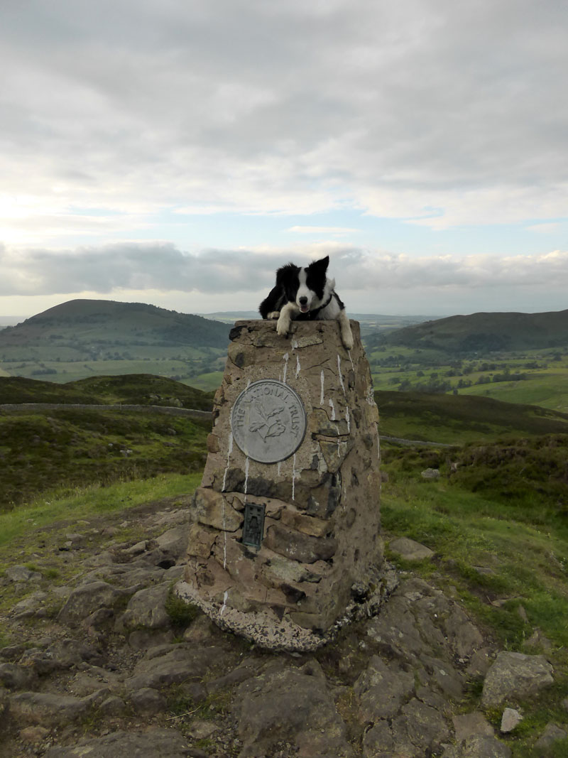 Molly on Gowbarrow Fell