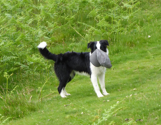 Molly the collie