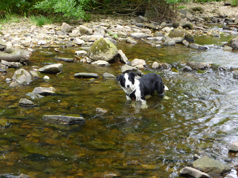 Molly the Collie